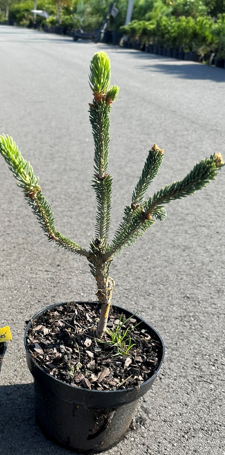 Ель канадская Араукариодес